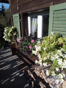 a window box filled with flowers on the side of a house at Bright, sunny holiday apartment on the farm 