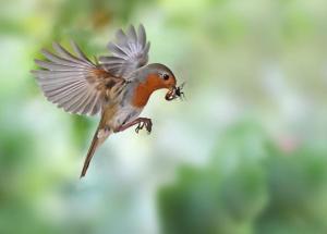 un oiseau volant dans l'air avec un insecte dans la bouche dans l'établissement Dishoek, à Dishoek