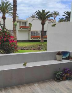 un pájaro sentado en un banco frente a una casa en Ideal holiday apartment in the south of Tenerife, en Costa del Silencio