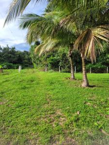 two palm trees in a field of grass at RECANTO DO SABIÁ in Carolina