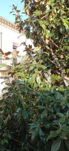 ein Baum mit grünen Blättern neben einem Gebäude in der Unterkunft Les chambres du magnolia in Canet