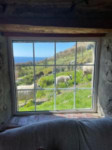 a window with a view of sheep in a field at Dave's Wee House in Kilcar