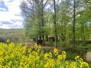 a field of yellow flowers in front of a group of trees at Casa Can Boix in Vall de Bianya