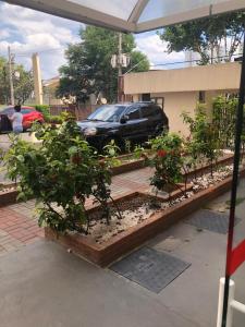 a row of plants in front of a car at Apartamento bem Localizado in São Paulo
