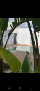 une grande plante verdoyante devant un bâtiment dans l'établissement Cordoba Luxury Home, à Cordoue