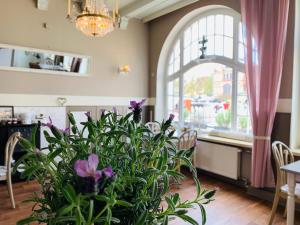 eine Topfpflanze in einem Zimmer mit Fenster in der Unterkunft Zum weißen Haus in Schwerin