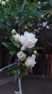 a bunch of white flowers on a plant at Katie's Cozy Suites in Tombstone