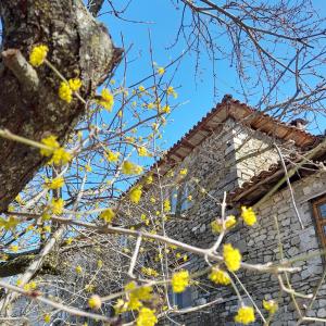 a tree with yellow flowers in front of a building at Bujtina Tusha in Tirana
