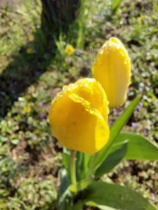 Una flor amarilla con gotas de agua. en Bubics Porta, en Kétbodony
