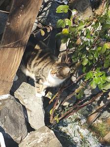 un gato está tirado en algunas rocas en Chambre ou gîte dans une maison de montagne - De Suzon à Zélie, en Entraigues