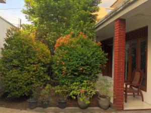 a group of plants on the side of a house at Central residence Rajagiriya-Entire House in Sri Jayewardenepura Kotte