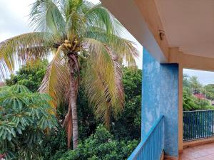 una palmera sentada junto a un edificio azul en HOTEL NOVO HOTEL, en Três Lagoas