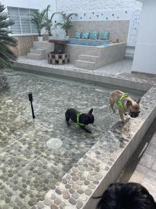 Animal sau animale de companie care stau la Kalathea Casa