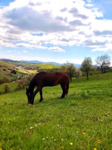 a brown horse grazing in a field of grass at Masnec Tourist Farm in Miljana