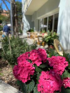 Zahrada ubytování Hotel Capri