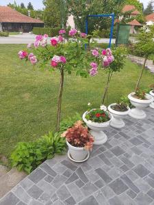 Zahrada ubytování Sobe Išić