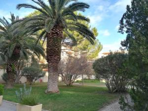 two palm trees in a park with grass at Les jardins du Luxembourg in Hyères