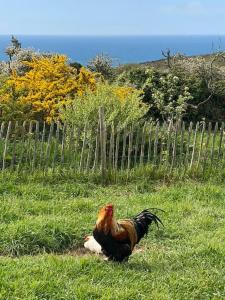 a rooster standing in the grass next to a fence at Bohémienne regarde la mer. in Plogoff
