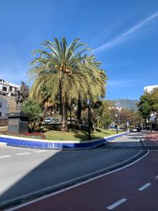 una palmera al lado de una calle en Morgan apartamentos Marbella centro, en Marbella