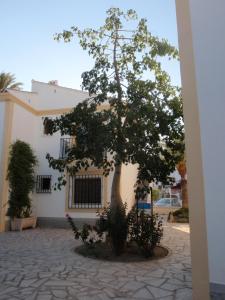 a tree in front of a white building at Urbanizacion Vera Costa, Vera in Vera