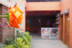 una flor de papel colgando de un lado de un edificio en Hospedaje Dannita B&B, en Puerto López