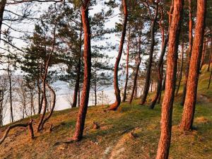 a group of trees on a hill next to a body of water at Domki Skowronki in Kąty Rybackie