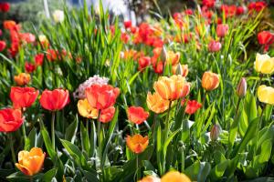 A garden outside Villa Ladurner
