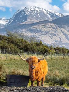a cow with horns standing in a field with a mountain at Croft cabin in Fort William