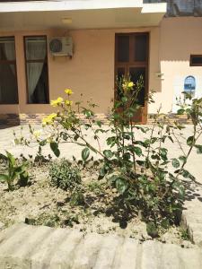 une plante aux fleurs jaunes devant une maison dans l'établissement Sezam, à Boukhara