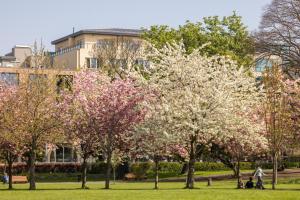 eine Gruppe von Bäumen in einem Park mit rosa Blumen in der Unterkunft Herbert Park Hotel and Park Residence in Dublin