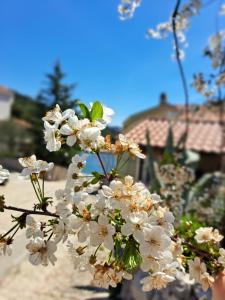 Fotografie z fotogalerie ubytování Roberto Apartment v destinaci Baćina