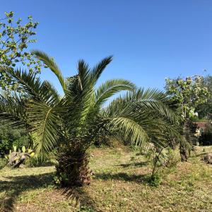Zahrada ubytování Casa Sofia