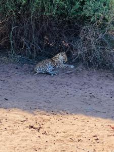 un guepardo yaciendo en el suelo en la tierra en Shalakwe Hills-Inn B&B Kasane, en Kasane