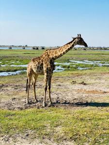 una jirafa parada en un campo de hierba en Shalakwe Hills-Inn B&B Kasane, en Kasane