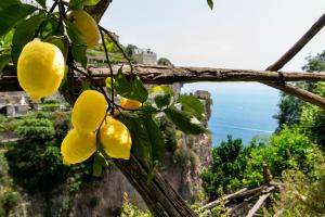 een bos citroenen hangend aan een boom bij Hotel La Pergola in Amalfi