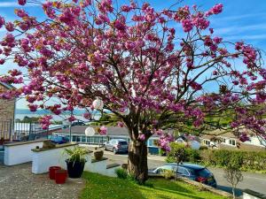 Un árbol con flores rosas en un patio en Tŷ Treflan en Aberdyfi