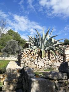 Fotografia z galérie ubytovania Apartment Garden, Korcula v destinácii Blato + 21 fotografií