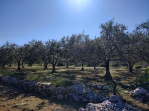 Fotografie z fotogalerie ubytování Apartment Garden, Korcula v destinaci Blato