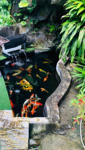 a fish pond with kites in a garden at Huong Thao 2 Hotel in Ha Giang
