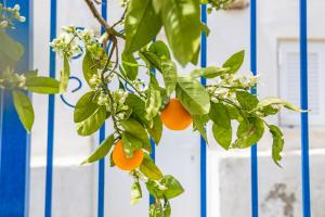 an orange tree in front of a blue fence at Karpathos View Villa in Karpathos