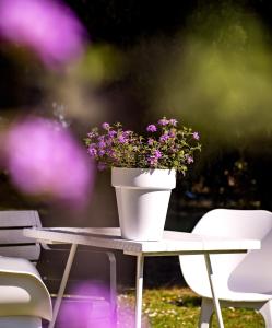 a white potted plant on a table with chairs at B&B La Locandiera in Castiglione della Pescaia