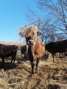 Gallery image of AgroPing Korosajt Műhely in Nemesbük