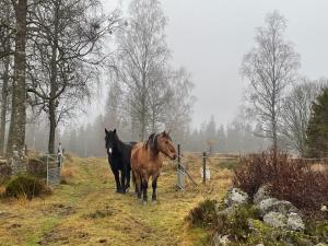 two horses are walking in a field at Askebo Brygghus in Gislaved
