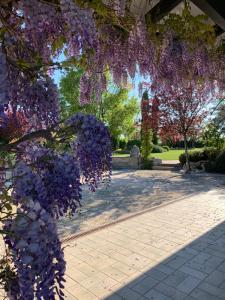 Une bande de fleurs violettes suspendues à un arbre dans l'établissement B&B Beauty House, à Cesena