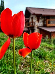 Zahrada ubytování CHALET