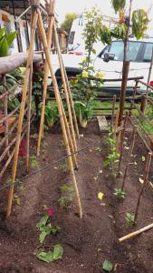 Zahrada ubytování Jardines del Acebron + 25 fotografií