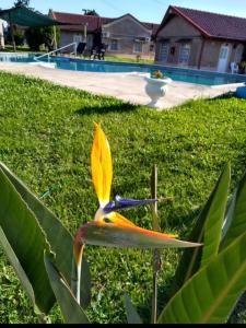 a yellow flower in the grass next to a pool at Cabañas de Ayui in Concordia