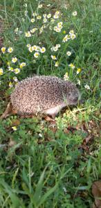 a hedgehog walking through a field of flowers at Cirali Friends Pension&Camping in Cıralı