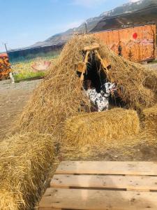 a cow laying inside of a haystack at Tevra Guesthouse & Teahouse in Getahovit