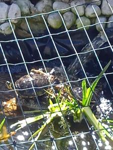 een schildpad in een kooi in het water bij Sweet home vintage in Charleroi